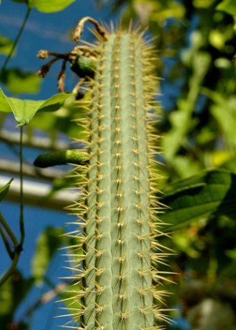 Cleistocactus_smaragdifloru